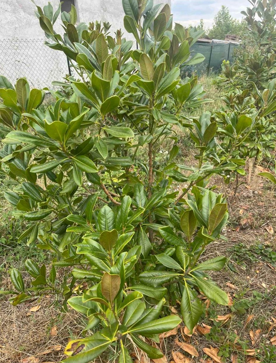 Magnolija Grandiflora